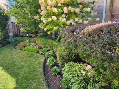 A professionally edged, curved garden bed featuring a variety of ornamental shrubs, hostas, and flowering hydrangeas alongside a lush green lawn.