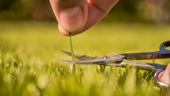 A close-up, high-detail shot of a hand using small scissors to precision-trim a single blade of grass on a perfectly manicured green lawn.
