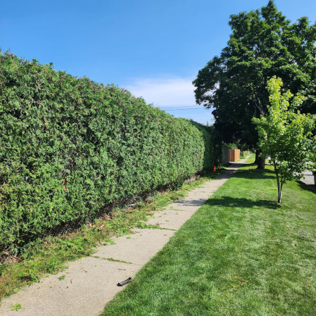 A long, tall, and neatly trimmed cedar hedge running alongside a public sidewalk and a green grass boulevard under a clear blue sky.
