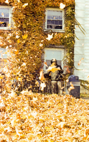 A worker in a hoodie using a leaf blower to clear a massive pile of golden autumn leaves in front of a building covered in ivy.