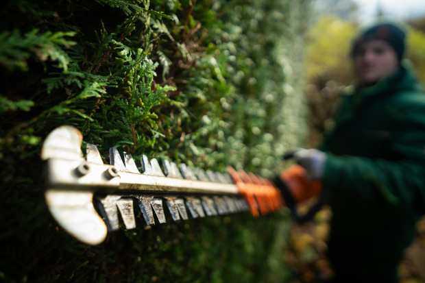 A professional landscaper in a green jacket using a power hedge trimmer to meticulously shape a tall, dense cedar hedge.