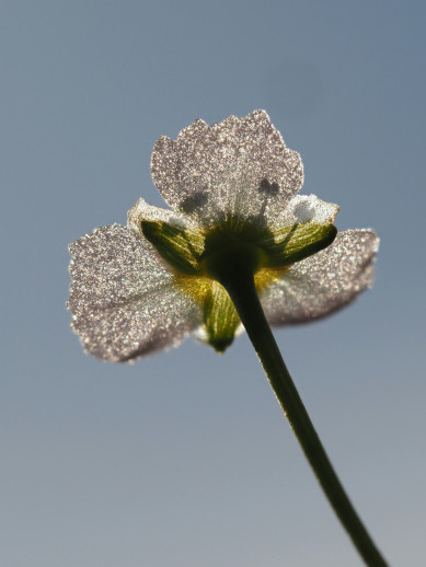 A close-up, low-angle shot of a delicate white trillium flower backlit by the sun, showing fine textures on the petals against a clear sky.